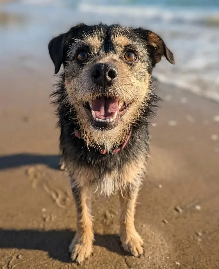 A young small-sized female Border Terrier dog named Shadow for adoption in San Diego, CA