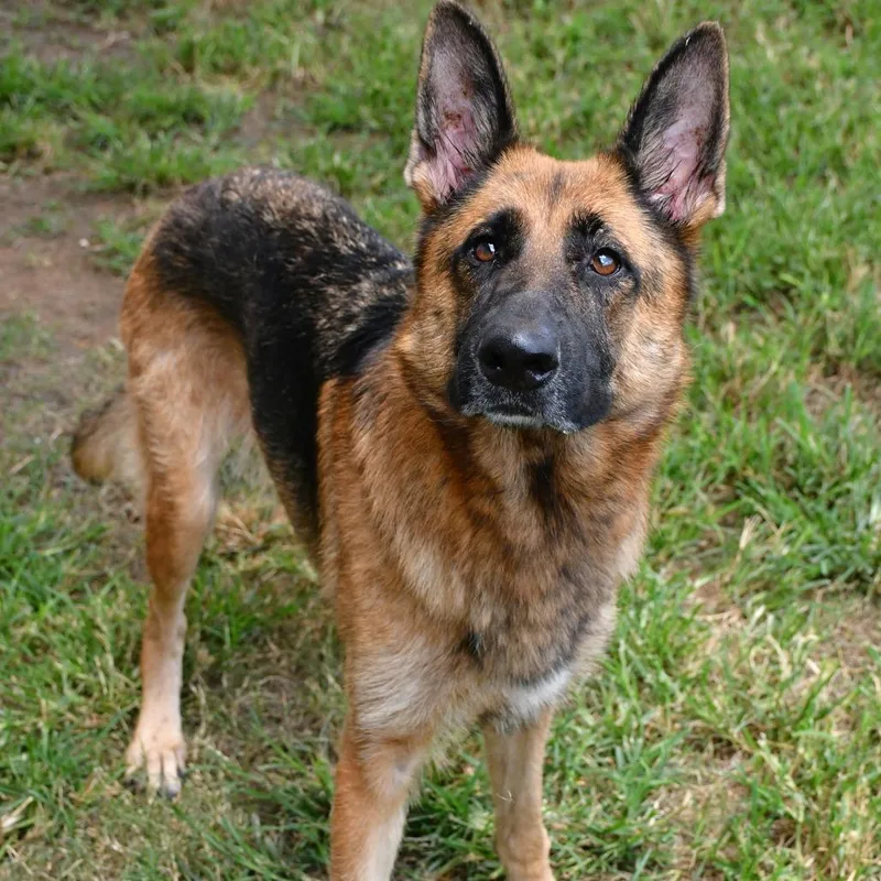 An adult large-sized female Black German Shepherd Dog dog named Sofia Vegara for adoption in Beaumont, TX