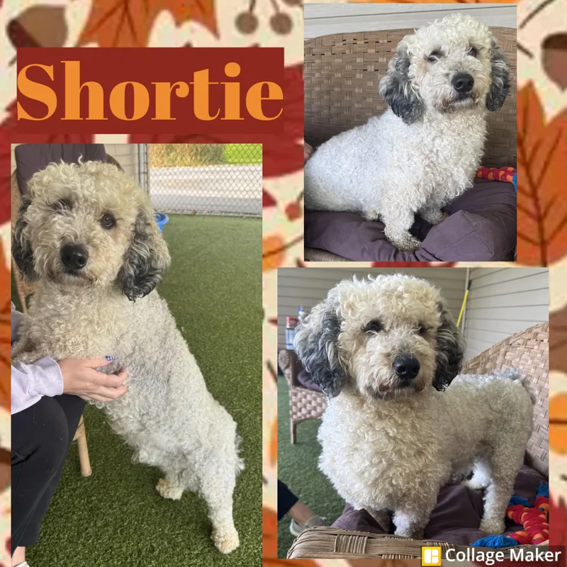 An adult medium-sized male Miniature Poodle dog named Shortie for adoption in Clearfield, PA