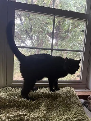 A senior large-sized male Black Domestic Short Hair cat named Boston for adoption in Raleigh, NC