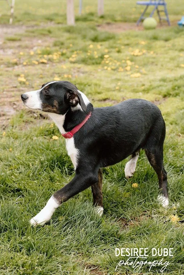 A baby large-sized male Australian Shepherd dog named Jason Puppy for adoption in Cuyahoga Falls, OH