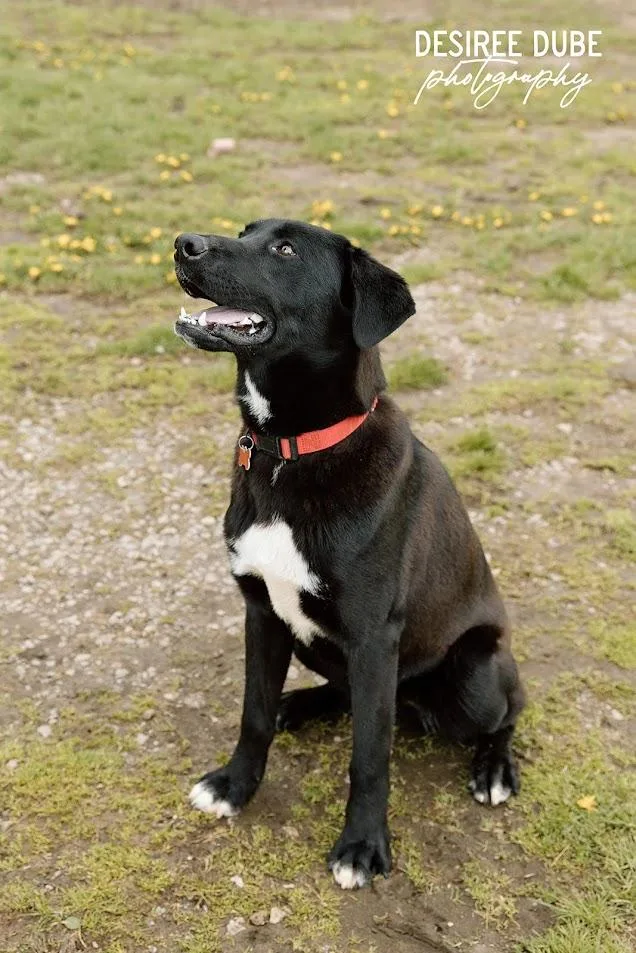 Jason Puppy thumbnail 2