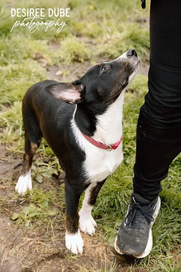 Jason Puppy thumbnail 3