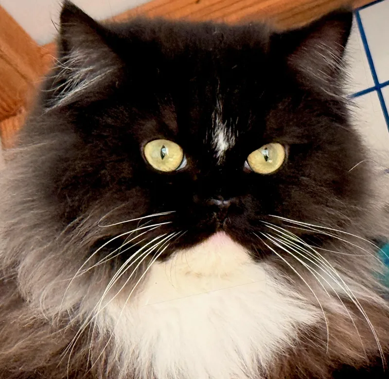 A young medium-sized female Persian cat named Duck for adoption in Davis, CA