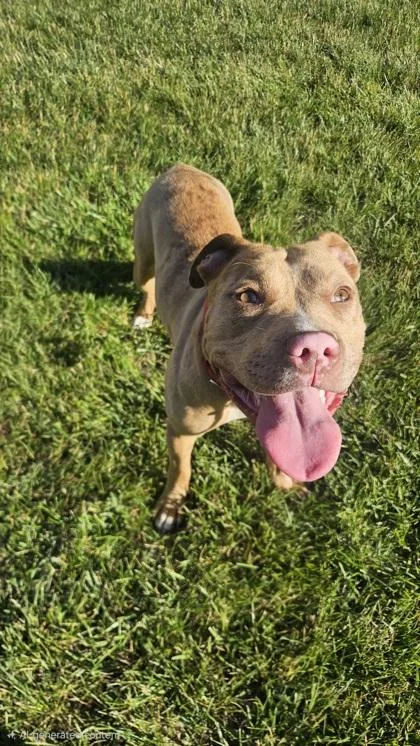 An adult medium-sized female Mixed Breed dog named Frenchie for adoption in West Chester, PA
