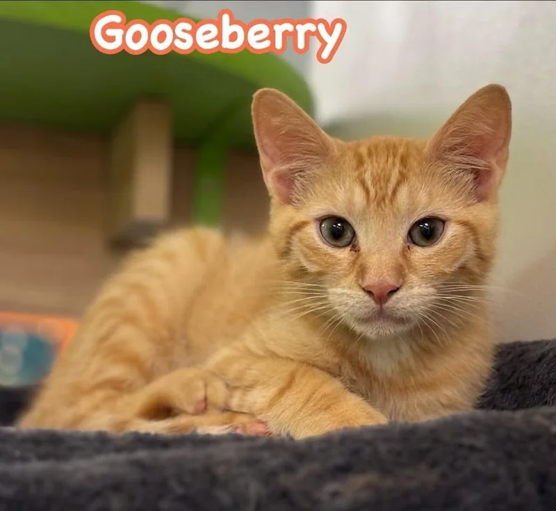 A baby small-sized male Tabby (Orange / Red) Domestic Short Hair cat named Gooseberry for adoption in Harpers Ferry, WV