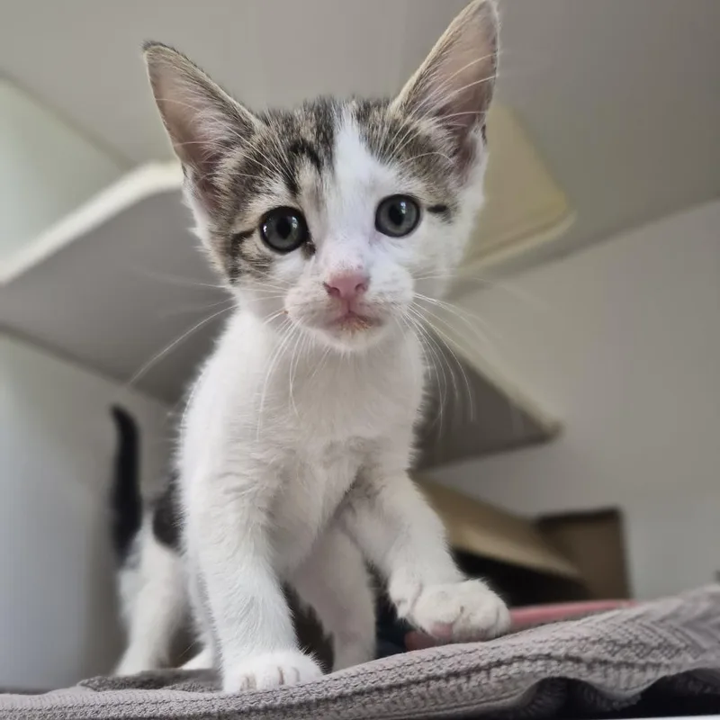 A baby small-sized female Gray / Blue / Silver Domestic Short Hair cat named Felicia for adoption in Newark, NJ