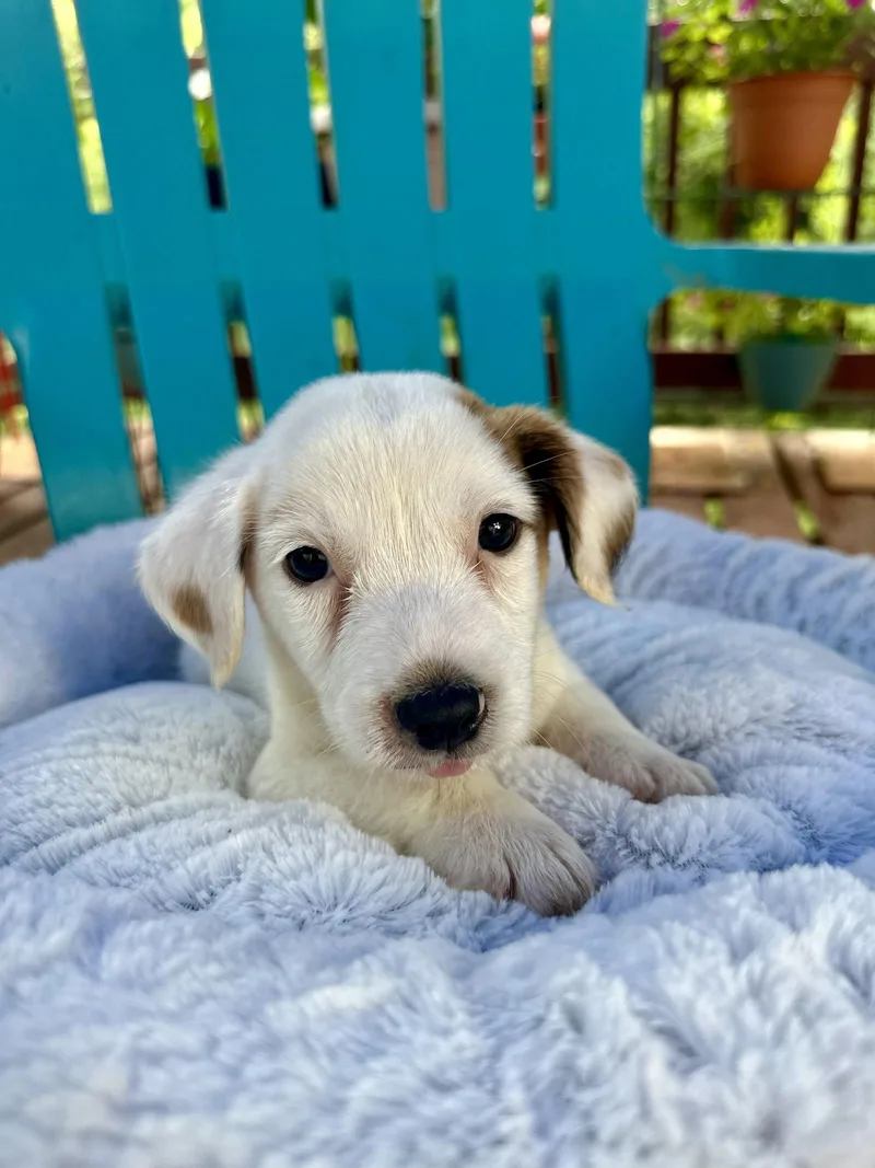 A baby small-sized male Terrier dog named Ian  Jul for adoption in Pacolet, SC