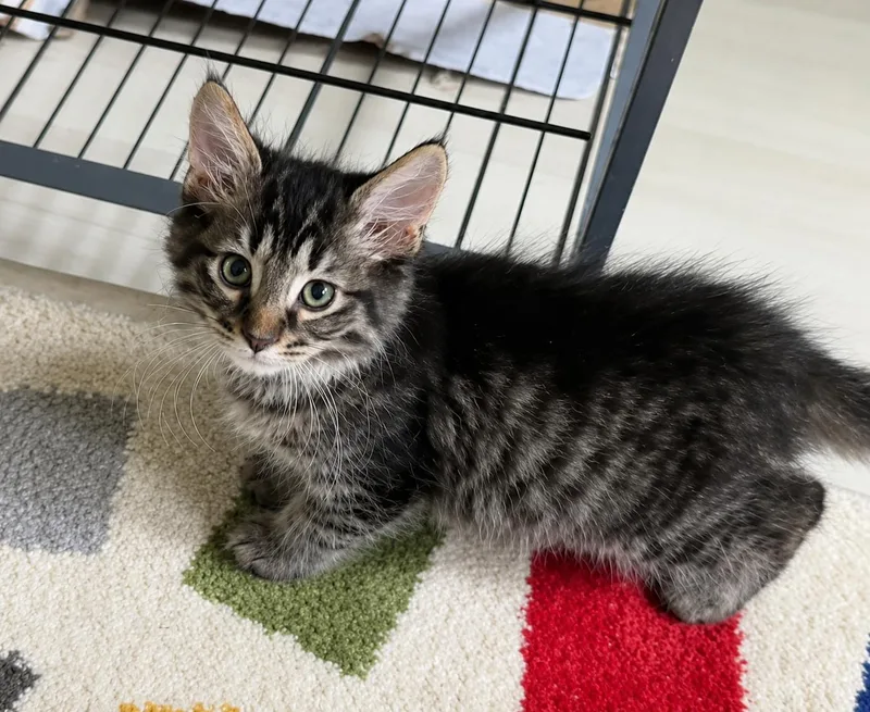 A baby medium-sized male Domestic Medium Hair cat named Biscotti for adoption in Saginaw, MI