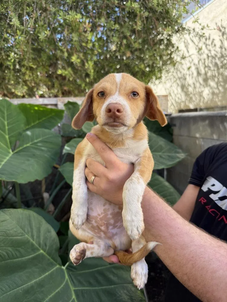 A baby small-sized male Terrier dog named Baloo for adoption in Los Angeles, CA