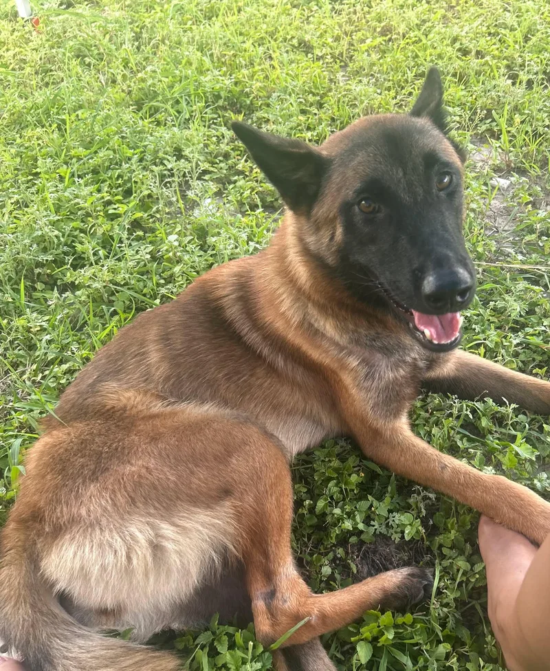 A young medium-sized female Belgian Shepherd / Malinois dog named Daisy for adoption in Lockhart, TX