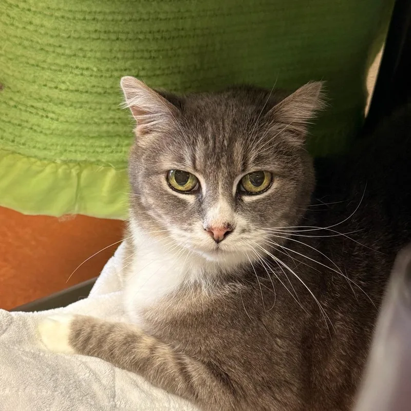 An adult medium-sized female Gray / Blue / Silver Domestic Medium Hair cat named Grace for adoption in Santa Barbara, CA