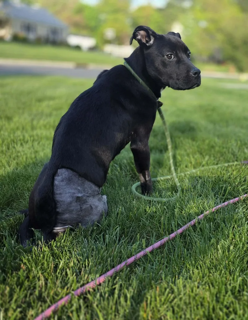 A young medium-sized female Pit Bull Terrier dog named Blair for adoption in Blue Bell, PA