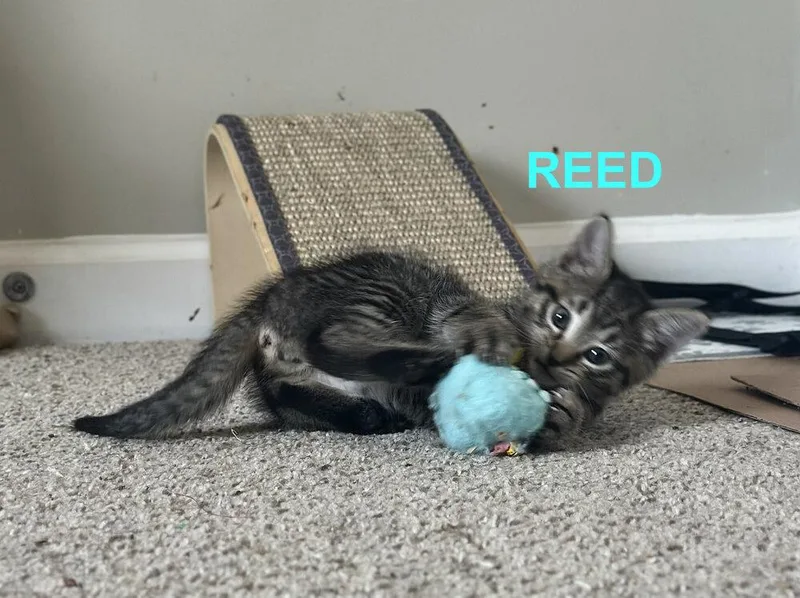 A baby small-sized male Gray / Blue / Silver Domestic Short Hair cat named Reed for adoption in Mooresville, NC
