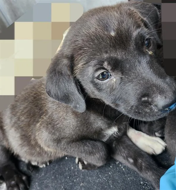 A baby small-sized female American Staffordshire Terrier dog named Saturn for adoption in San Antonio, TX