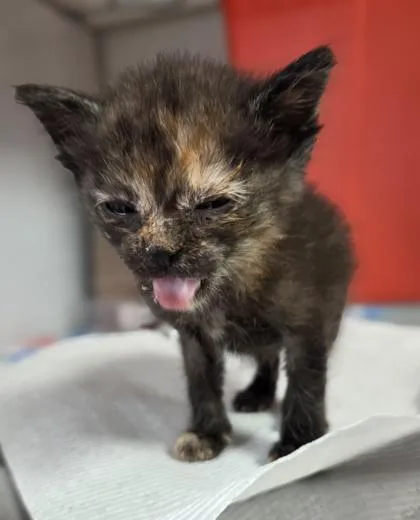 A baby small-sized female Domestic Short Hair cat named Martini for adoption in Fresno, CA