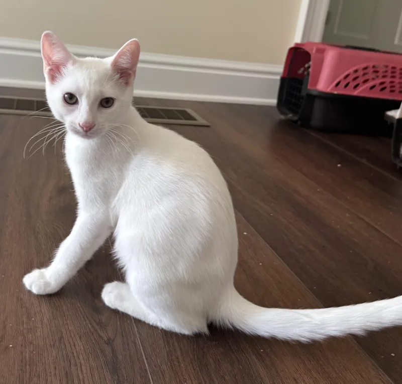 A baby small-sized male White Domestic Short Hair cat named Leo for adoption in Pittsburgh, PA
