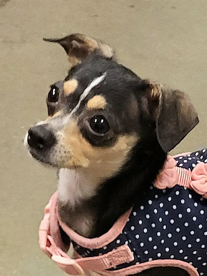 A young small-sized female Tricolor (Brown, Black, & White) Chihuahua dog named Gracie for adoption in Marion, NC