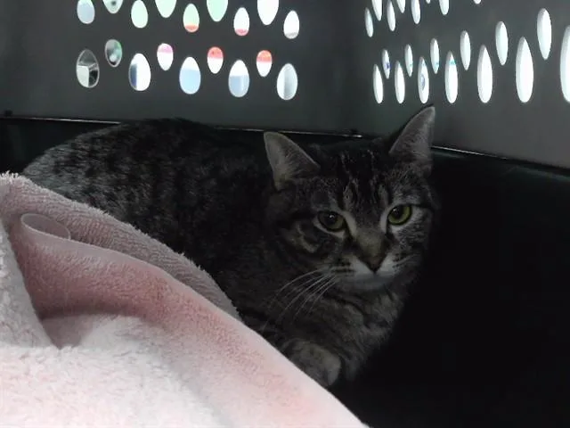 A young small-sized female Domestic Short Hair cat named Tang for adoption in Omaha, NE