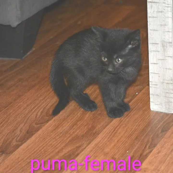 Puma