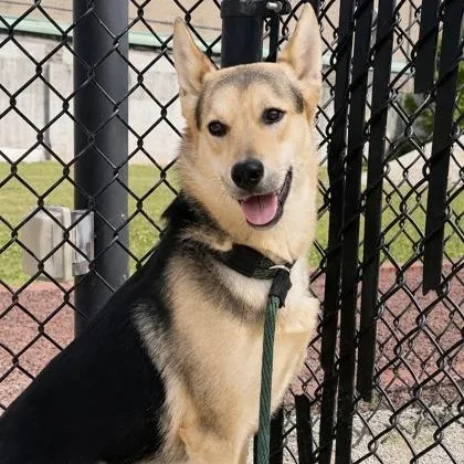 A young medium-sized female German Shepherd Dog dog named Ellaria for adoption in Philadelphia, PA
