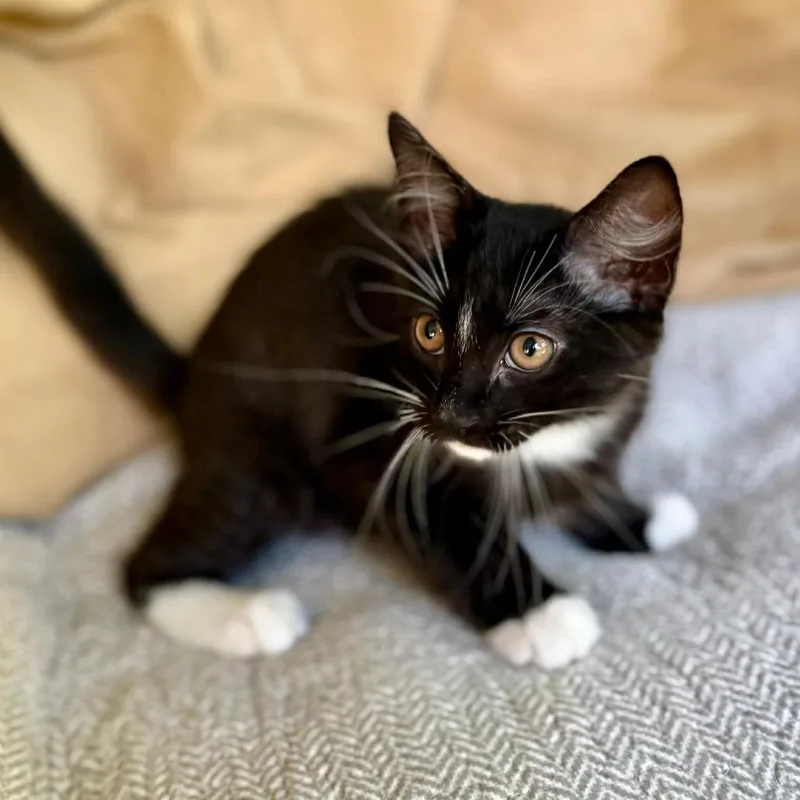 A baby small-sized male Black Domestic Short Hair cat named Sal Via for adoption in Williston, FL