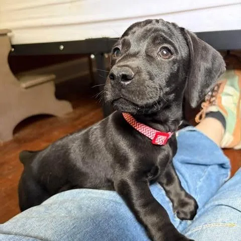 A baby small-sized male Black Dachshund dog named Oolong for adoption in Overland Park, KS