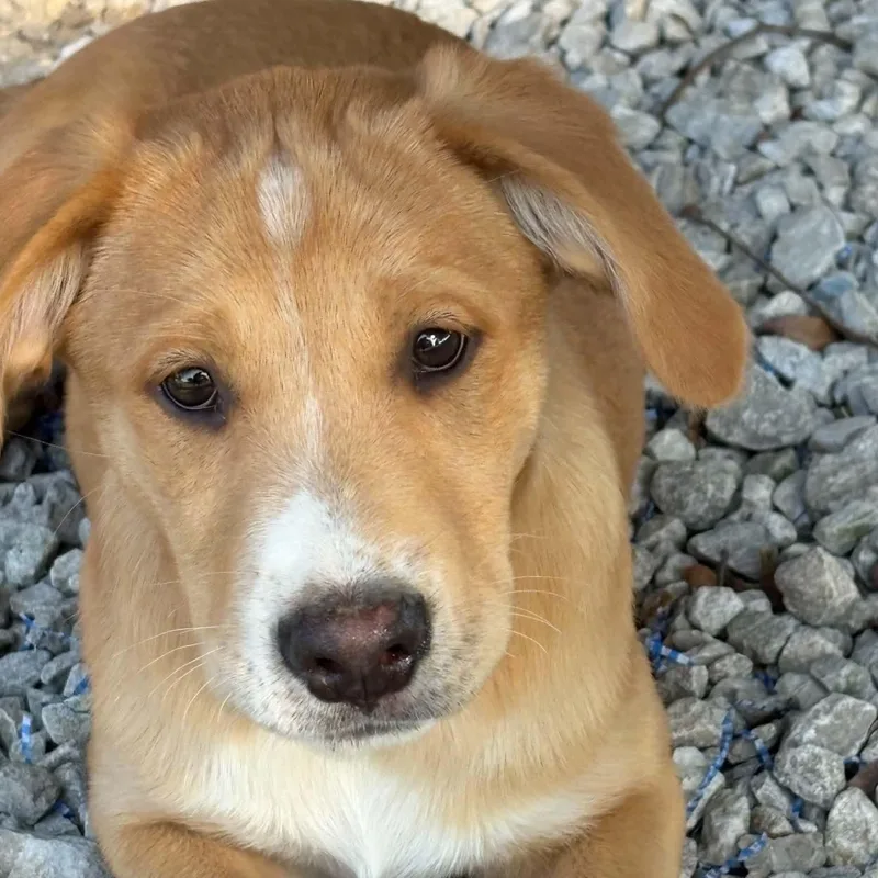 A baby medium-sized male Yellow / Tan / Blond / Fawn Labrador Retriever dog named Hogan Renata for adoption in Andover, MA