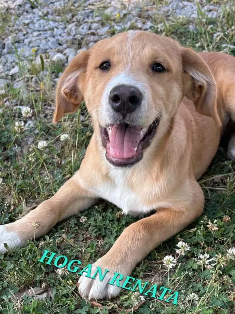 Hogan Renata thumbnail 2