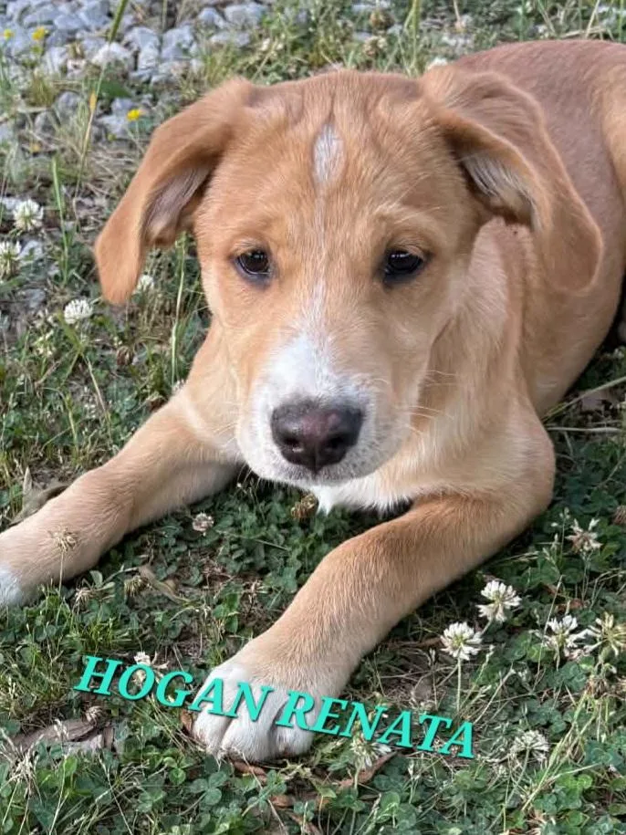 Hogan Renata thumbnail 3