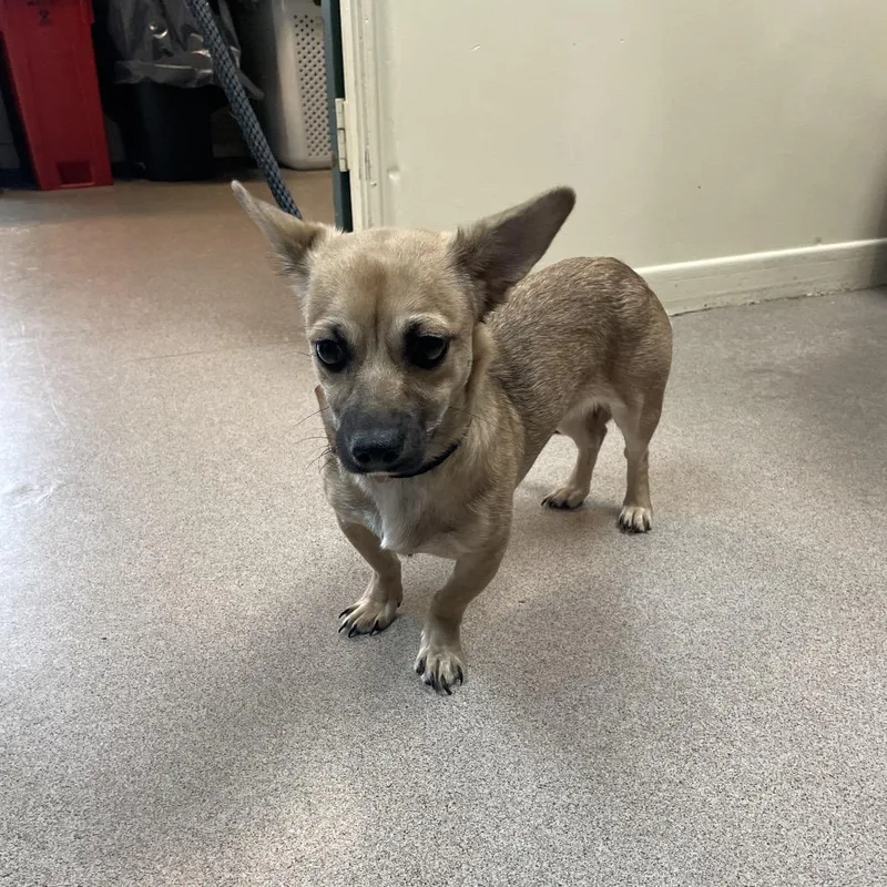 An adult small-sized female Yellow / Tan / Blond / Fawn Chihuahua dog named Carly for adoption in Pasadena, CA