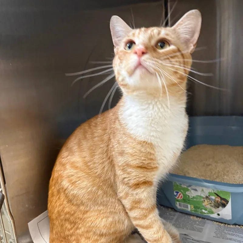 An adult medium-sized male Orange / Red Domestic Short Hair cat named Gideon for adoption in Oak Park, IL