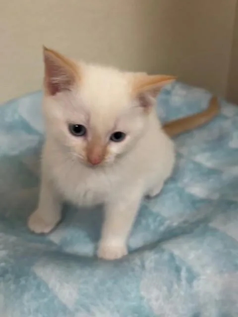 A young medium-sized male Flame Point Domestic Short Hair cat named Bubbles for adoption in Fort Collins, CO