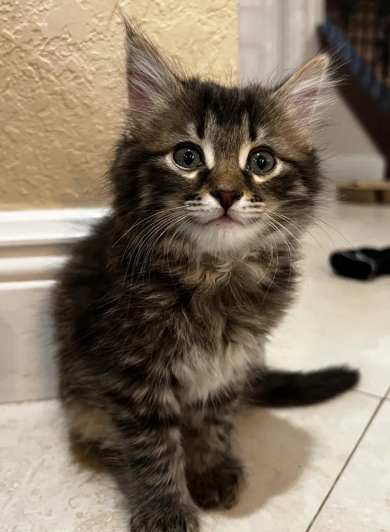 Penny