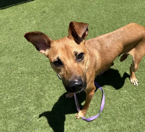 A young medium-sized male Shepherd dog named Hammond for adoption in Oceanside, CA