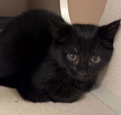 A young small-sized female Domestic Short Hair cat named Bat Woman for adoption in Bowling Green, KY