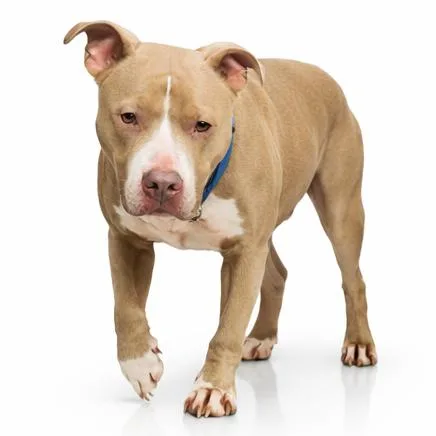 An adult medium-sized male Yellow / Tan / Blond / Fawn Pit Bull Terrier dog named Blu for adoption in Philadelphia, PA