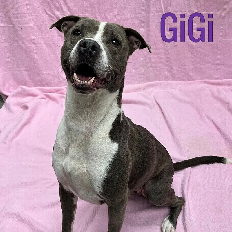 An adult medium-sized female Pit Bull Terrier dog named Gigi for adoption in Pleasantville, NJ