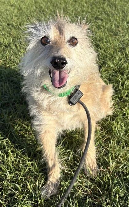 An adult small-sized male Terrier dog named Jagger for adoption in Phoenix, AZ