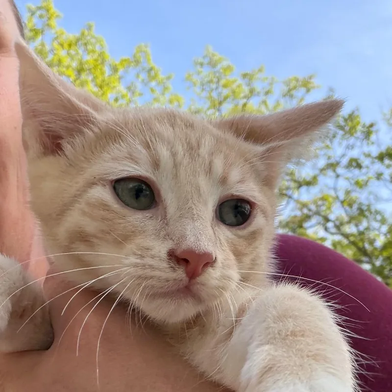 A baby small-sized male American Shorthair cat named Talulah for adoption in mount vernon, AR
