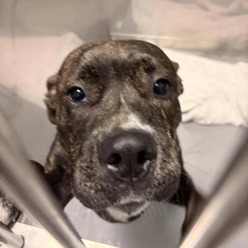 A young medium-sized male Brindle Mixed Breed dog named Whoa There for adoption in Davenport, IA