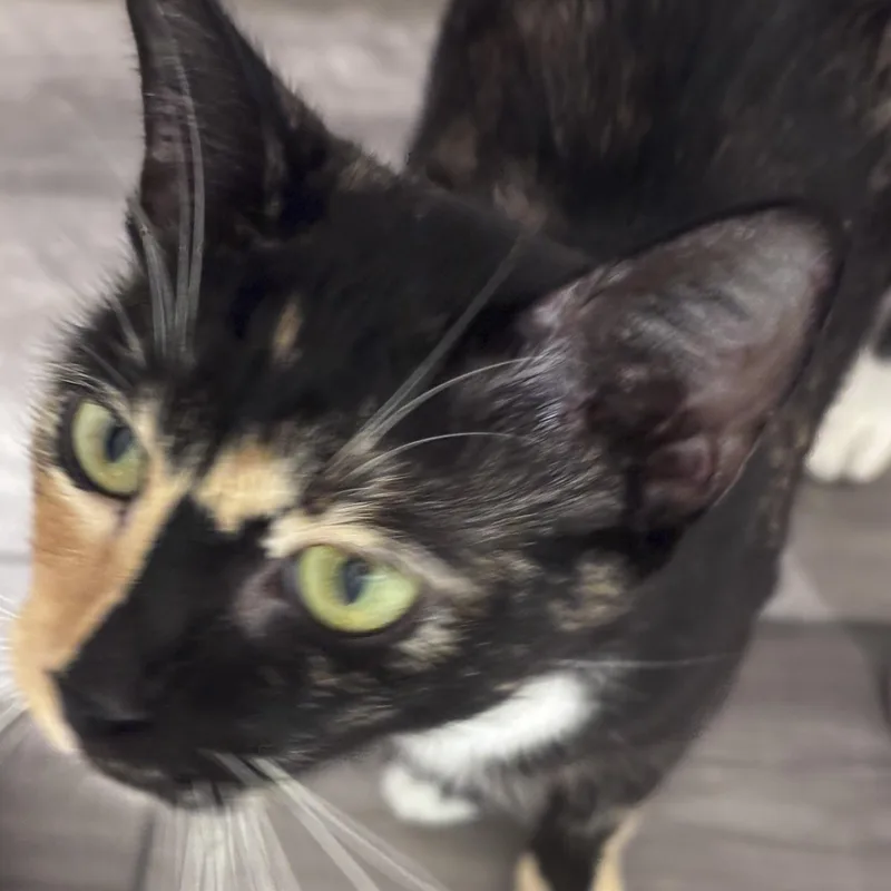 A young medium-sized female Calico Domestic Short Hair cat named Harper for adoption in Liverpool, TX