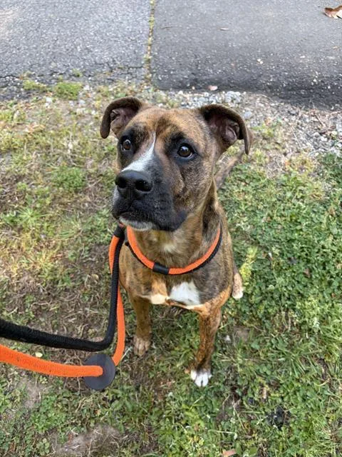 A young large-sized male Boxer dog named Marvel for adoption in Newton, NC