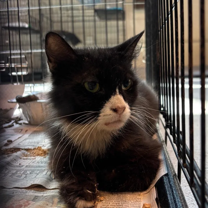 An adult medium-sized female Domestic Short Hair cat named Pippin for adoption in Huntington, WV