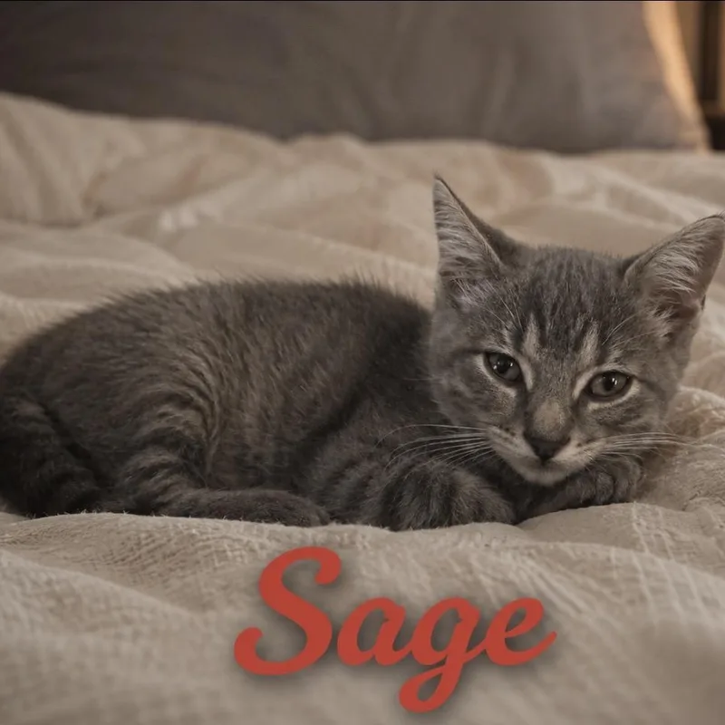 A baby medium-sized female Tabby (Gray / Blue / Silver) Tabby cat named Sage for adoption in Wyandotte, MI
