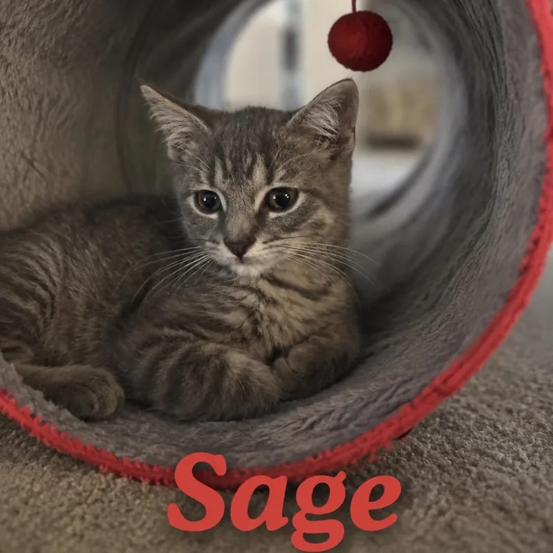 Sage thumbnail 3