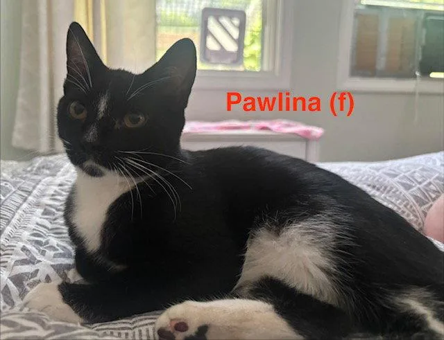 A baby medium-sized female Black & White / Tuxedo Domestic Short Hair cat named Pawlina BONDED PAIR for adoption in Naugatuck, CT