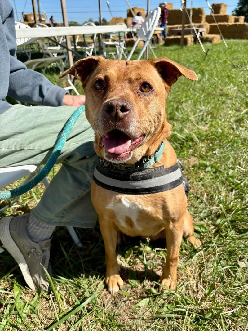 A senior medium-sized female Pit Bull Terrier dog named Bebe for adoption in Plainfield, IN