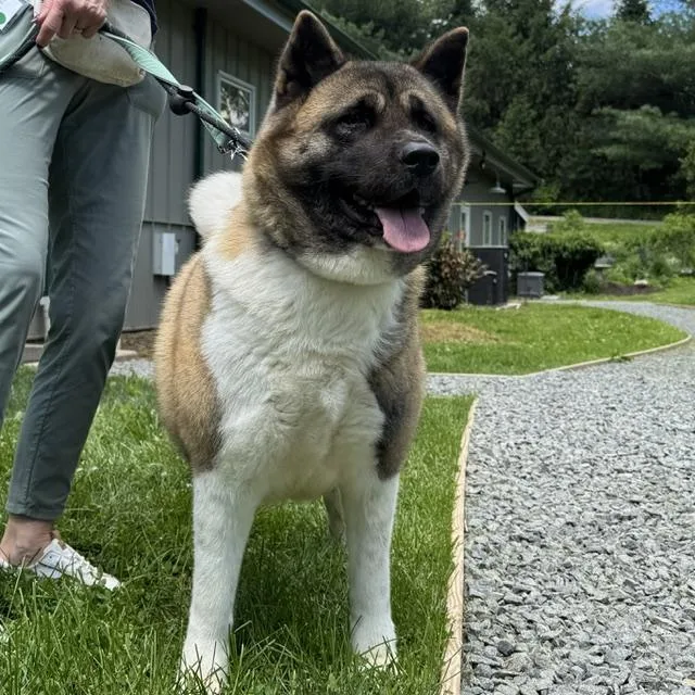 An adult large-sized female Yellow / Tan / Blond / Fawn Akita dog named Charm for adoption in Phoenixville, PA