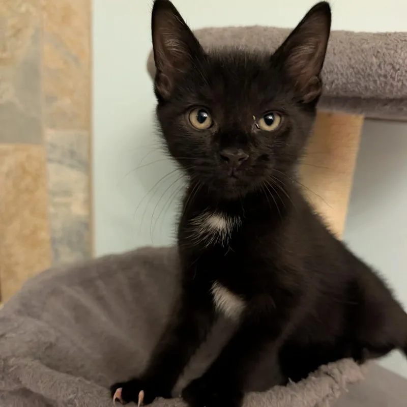 A baby small-sized male Black Domestic Short Hair cat named Sting Ray for adoption in Columbiana, AL